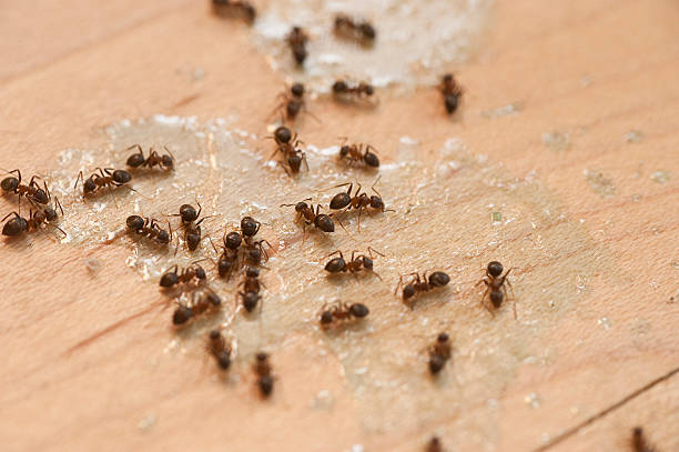 Best Pest Inspection Near Me  in , VA