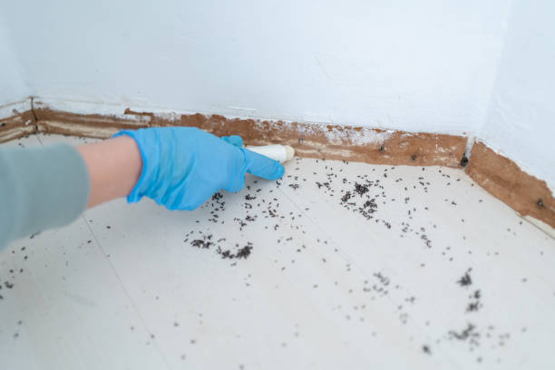 Best Flea Control Services  in , VA